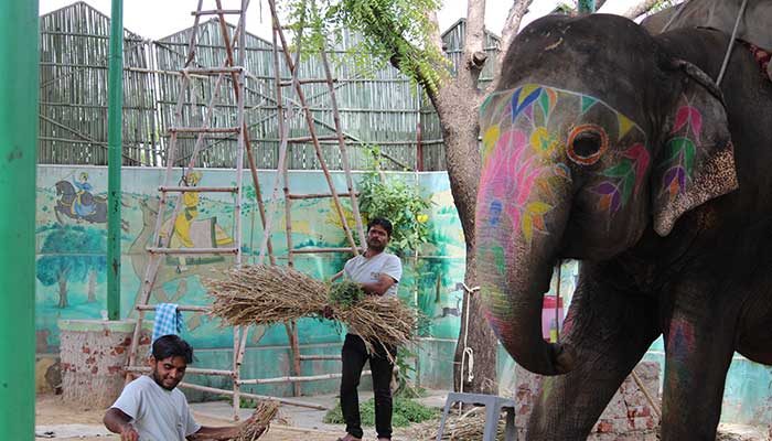 Elephant Feeding